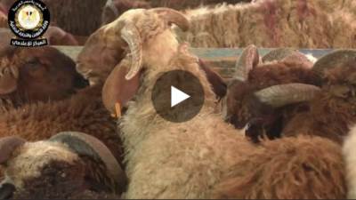 الشركة المصرية لتجارة الجملة... توفير 1500 رأس من الخراف المبردة لضخها بمجمعات الشركة.