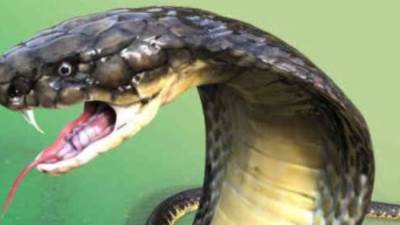 خروج الثعابين في المناطق الصحراوية بسبب الحر 