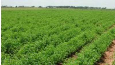 الزراعة: تأجيل زراعة الثوم في ظل ارتفاع درجات الحرارة الشديد