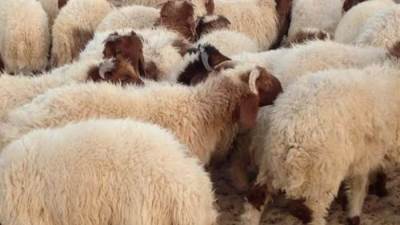 في القاهرة والجيزة.. المجازر بالمجان للمواطنين