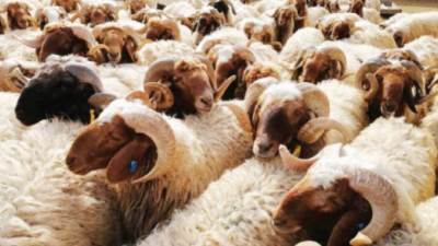 التموين: توفر لحوم الأضاحي بالمجمعات الاستهلاكية الطازجة والمبردة بأسعار مخفضة للجمهور