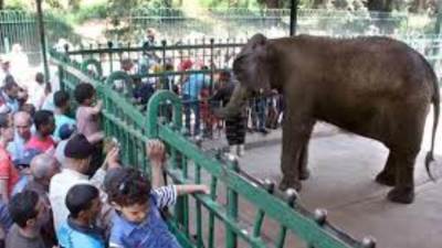 31 الف زائر بحديقه الحيوان في ثاني ايام العيد