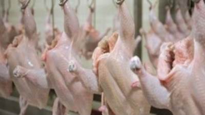 اسعار الدجاج تنخفض لادني حد لها منذ رمضان خلال عيد الأضحي المبارك