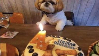عيد ميلاد الكلب لايكي يثير الجدل علي السوشيال ميديا 