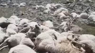 عاصفة رعدية تتسبب في قتل 550 راي من الاغنام في منطقة نينوستميندا