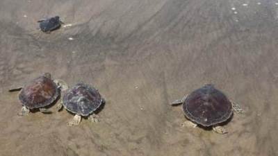 البيئة تنجح في إنقاذ سلاحف بحرية مهددة بالانقراض وإعادتها لبيئتها الطبيعية