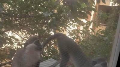 القرود ما زالت هاربه في الاهرام والسكان يقدمون لهم الطعام 