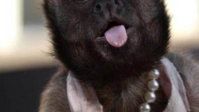 انجلينا جولي القرود تصل ثروتها إلى 6 ملايين دولار.. وهنيدي يعلق 