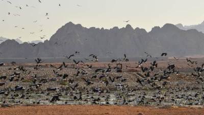 فؤاد: استمرار عبور الطيور المهاجرة بمحميات جنوب سيناء يؤكد سلامة النظم البيئية