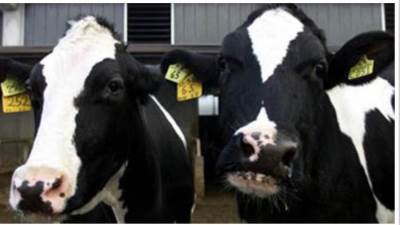 بعد اكتشاف حالتين من جنون البقر.. البرازيل تعلّق تصدير اللحوم