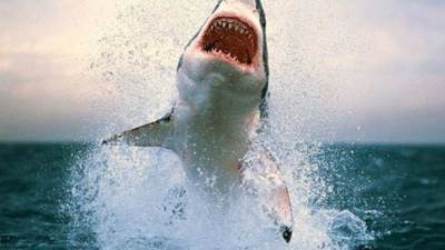 هجوم سمكة قرش على أحد المواطنين داخل البحر