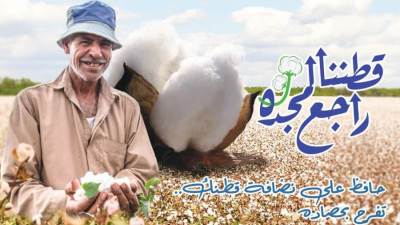 قطاع الأعمال: بيع 983 قنطار قطن بمزاد بالفيوم بـ3865 جنيهًا للقنطار