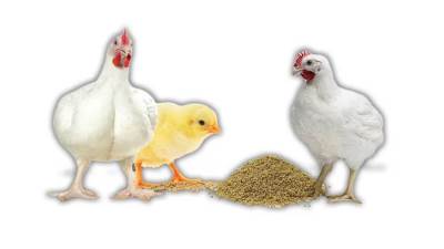 تعرف على أسعار الدواجن اليوم الخميس 23 سبتمبر