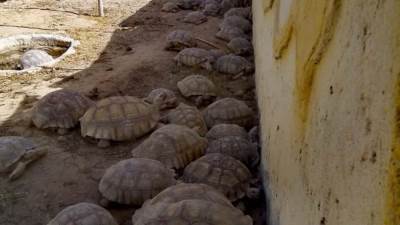 البيئة تنظم حملة مكبرة على المزارع بطريق القاهرة الاسكندرية الصحراوى