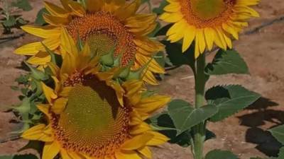 شركة "تنمية الريف المصرى الجديد" تخصص مساحة 420فدان لزراعة محصول دوار الشمس