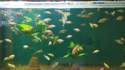 معمل بحوث الثروة السمكية يتفقد حديقة الأسماك بالجبلاية لتطويرها 