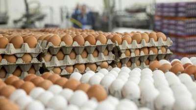 "اتحاد الدواجن" يبدأ توريد البيض للمجمعات الاستهلاكية بسعر 49 جنيه للطبق