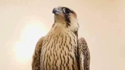 تاجر ليبي يشتري نوع نادر من الصقور بمبلغ2مليون و250 ألف دينار ليبى