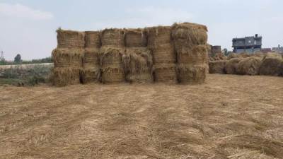 الزراعة: تجميع 356 ألف طن من قش الأرز على مستوى المحافظات