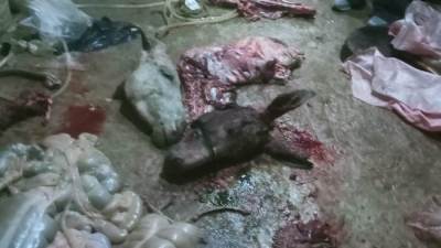 ضبط مزرعة تذبح الحمير وتفرم لحمها لبيعها بالاماكن