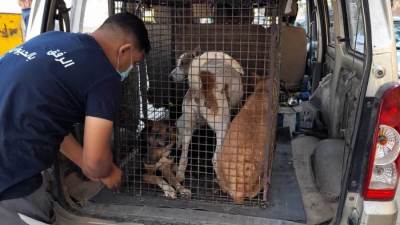 تنفيذ حملات التطعيم والتعقيم والإطلاق لكلاب الشوارع فى مدينة 6 أكتوبر