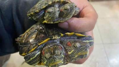 نتيجة الاشعاعات النووية..ظهور سلاحف وأفاع برأسين في اليابان