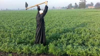 انفوجراف وفيديو.. "الزراعة في كل مصر" العدد رقم ١٤