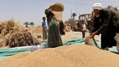 مجلس الوزراء يحدد سعر أردب القمح للتوريد المحلي.. تعرف عليه