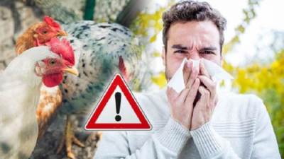 انفلوانزا الطيور تضرب بقوة .. ومصر خالية من الفيروس حتى الآن