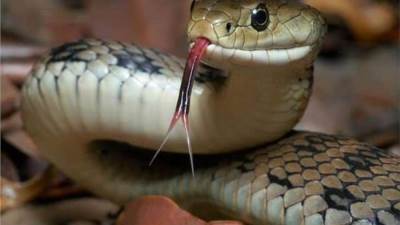 دلالات رؤية الثعابين في المنام للزوجات والآنسات