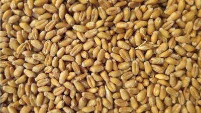 عاجل.. أحمد موسى: القمح ارتفع بنسبة 48% عالميا 