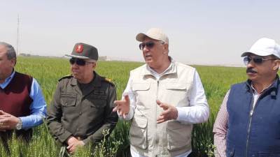 وزير الزراعة يتفقد حقول القمح بأسوان ويؤكد القمح بخير 