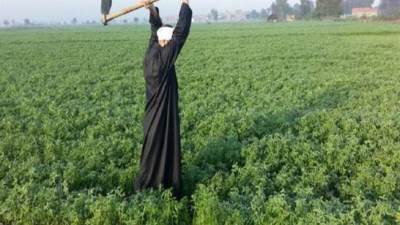 عاجل.. الحكومة تعلن عن بشرى سارة للمزارعين بشأن توريد القمح