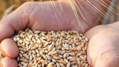 الأرجنتين: زيادة الحصة الثانوية في تصدير القمح بمقدار 10 ملايين 