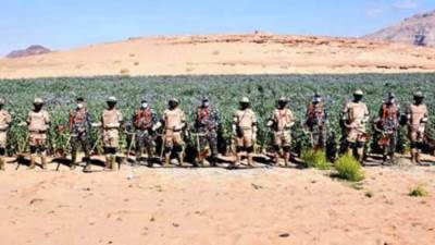 حملة مكبرة على الزراعات المخدرة بسيناء بالتعاون بين القوات المسلحة والداخلية