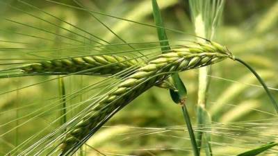 إتاحة 1.1 مليار جنيه دفعة مقدمة تحت حساب شراء محصول القمح المحلي