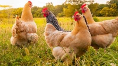 تراجع في أسعار الدواجن اليوم.. تعرف على التفاصيل