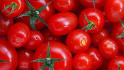 «الزراعة» توفر الطماطم بسعر 10 جنيهات وخضروات مخفضة بمنافذها