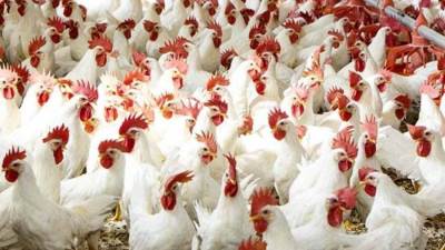 أسعار الدواجن اليوم الأربعاء 13 أبريل في الأسواق 