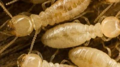 محافظ الإسكندرية يوجه بالتعامل الفوري مع النمل الأبيض 