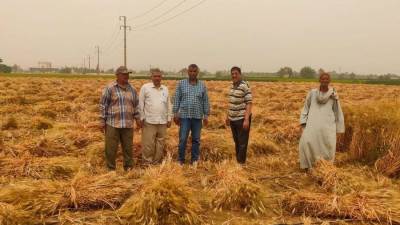 وزير الزراعة يتابع حصاد القمح ويوجه بتذليل كافة العقبات أمام المزارعين