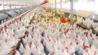 أسعار الدواجن اليوم الأربعاء 20 أبريل في الأسواق 