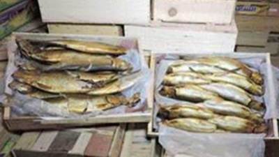 ضبط 2.5 طن فسيخ ورنجة مجهولة المصدر بمنطقة وسط بالإسكندرية 