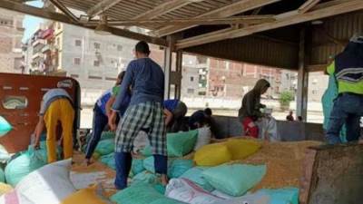 بدء توريد القمح بالغربية اليوم.. وتجهيز 22 صومعة للقمح