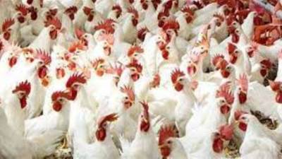 تعرف على أسعار الدواجن اليوم بالأسواق