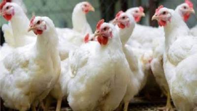 تعرف على أسعار الدواجن اليوم الخميس بالأسواق