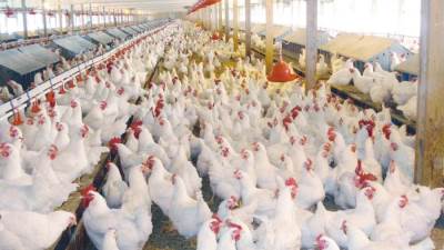 سعر البانية بـ 105 جنيهات.. أسعار الدواجن اليوم السبت 30 أبريل 