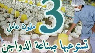 " الزراعة" نستعرض أهم الأرقام حول صناعة الدواجن في مصر