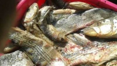 ضبط كميات من (الفسيخ والرنجة) منتهيه الصلاحية وغير صالحة للاستخدام بالجيزة