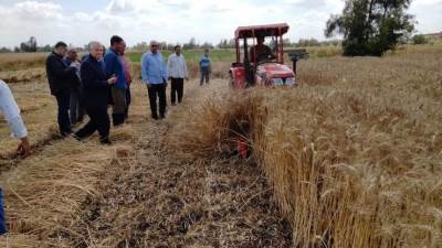 تتابع حصاد وتوريد القمح في كل المحافظات على مستوى الجمهورية